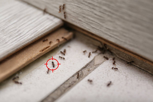 Best Exterminator Services  in Parsippany, NJ