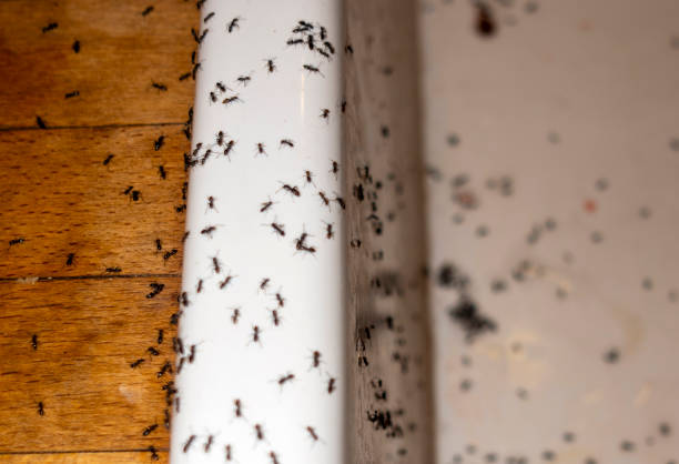 Best Pest Control Near Me in Parsippany, NJ