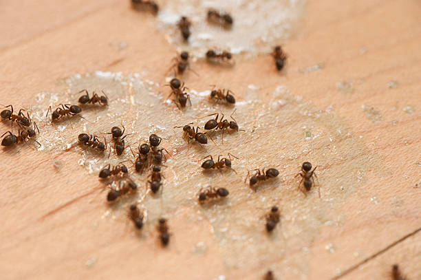  Parsippany, NJ Pest Control Pros