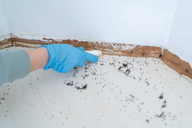 Best Local Pest Control Services  in Parsippany, NJ